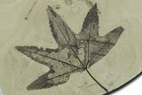 Fossil Leaf (Macginitiea & Allophylus) Plate - Insect Predation! #356064-1